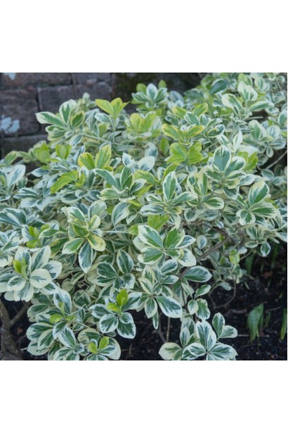 Бруслина японська Альбомаргінатус на штамбі зелене листя з білою облямівкою